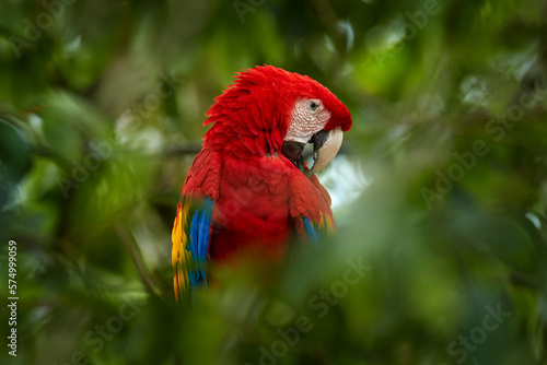 Red parrot Scarlet Macaw, Ara macao, bird sitting on the branch,Tarcoles river, Costa Rica. Wildlife scene from tropical forest. Beautiful parrot on tree green tree in nature habitat.