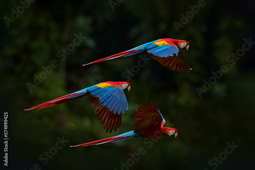 Red parrot flying in dark green vegetation. Scarlet Macaw, Ara macao, in tropical forest, Brazil. Wildlife scene from nature. Parrot in flight in the green jungle habitat. photo