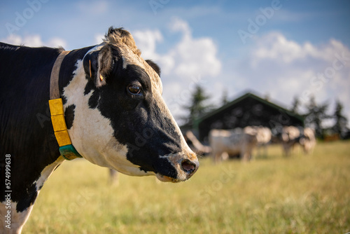 Portrait de vache laitière devant la ferme et son troupeau en France.