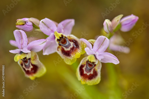 Ophrys tenthredinifera, Sawfly OrchidGargano in Italy. Flowering European terrestrial wild orchid, nature habitat. Beautiful detail of bloom, spring scene from Europe. Wild flower on the green meadow. photo