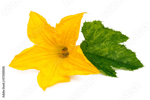 Yellow zucchini flower with green leaves on a white background.