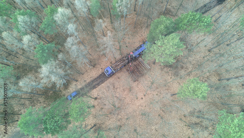 Loader loads logs of wood into the truck in the forest. Deforestation and wood industry. Top down aerial drone view.