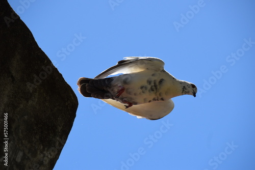 dove taking off from a building with blue sky background