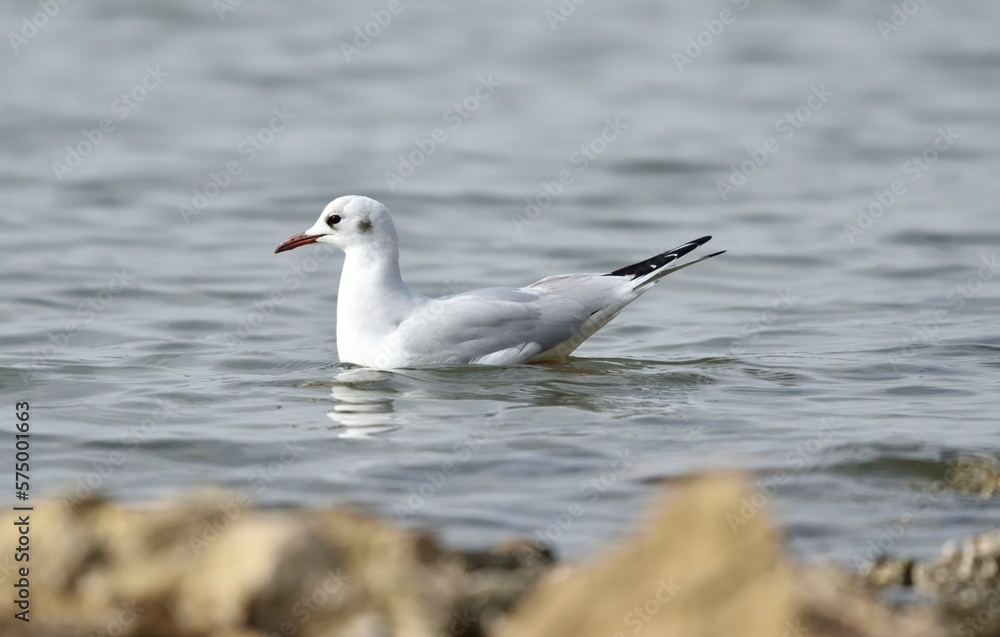 Sea gull swimming in water