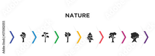 nature filled icons with infographic template. glyph icons such as yellow birch tree, pitch pine tree, american elm tree, balsam fir slippery elm butternut vector.