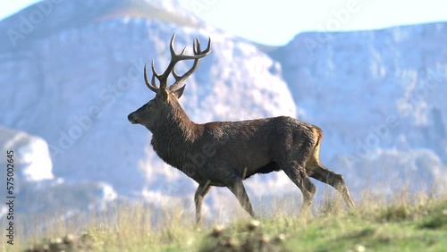 Roe deer (stag), on plateau d'ambel Vercors in France during the rut season. photo