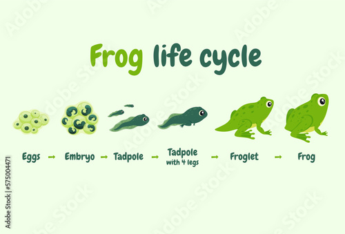 Illustration of the life cycle of a frog. Wild aquatic animal her way of life. Vector illustration