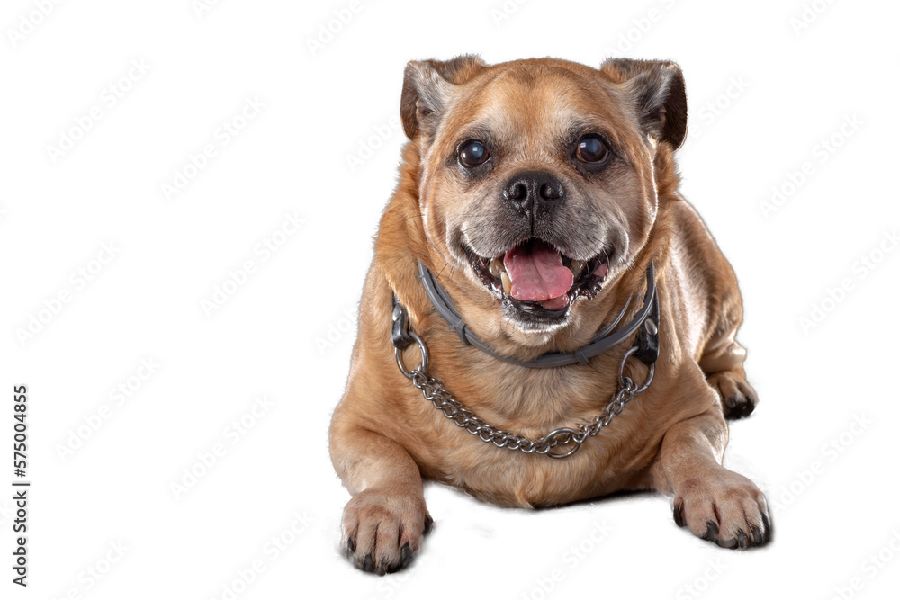 Obraz premium portrait of mongrel dog, png file
