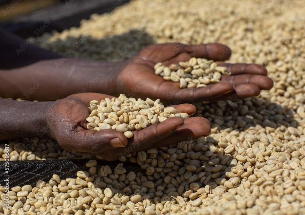 Ethiopian women drying coffee beans in a farm, Oromia, Shishinda, Ethiopia Ethiopian women drying coffee beans in a farm, Oromia, Shishinda, Ethiopia