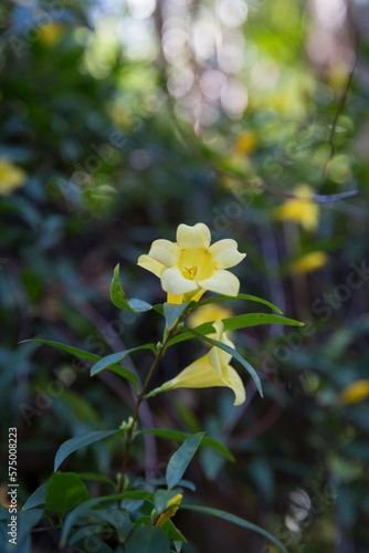 Fotografie Carolina Jessamine, Gelsemium Semperviens