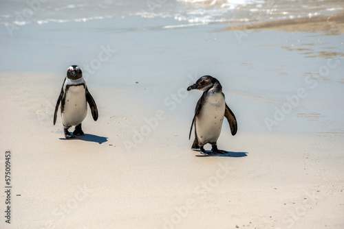 African Penguins, Boulders beach, South Africa