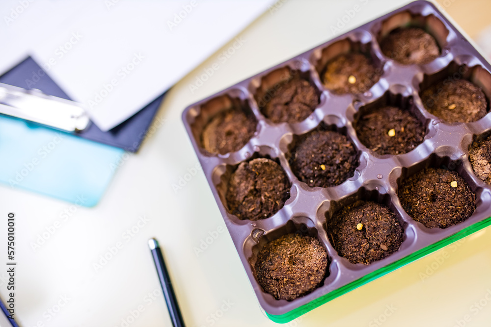 child putting a seed to plant in a seed growing tray at home child putting a seed to plant in a seed growing tray at home