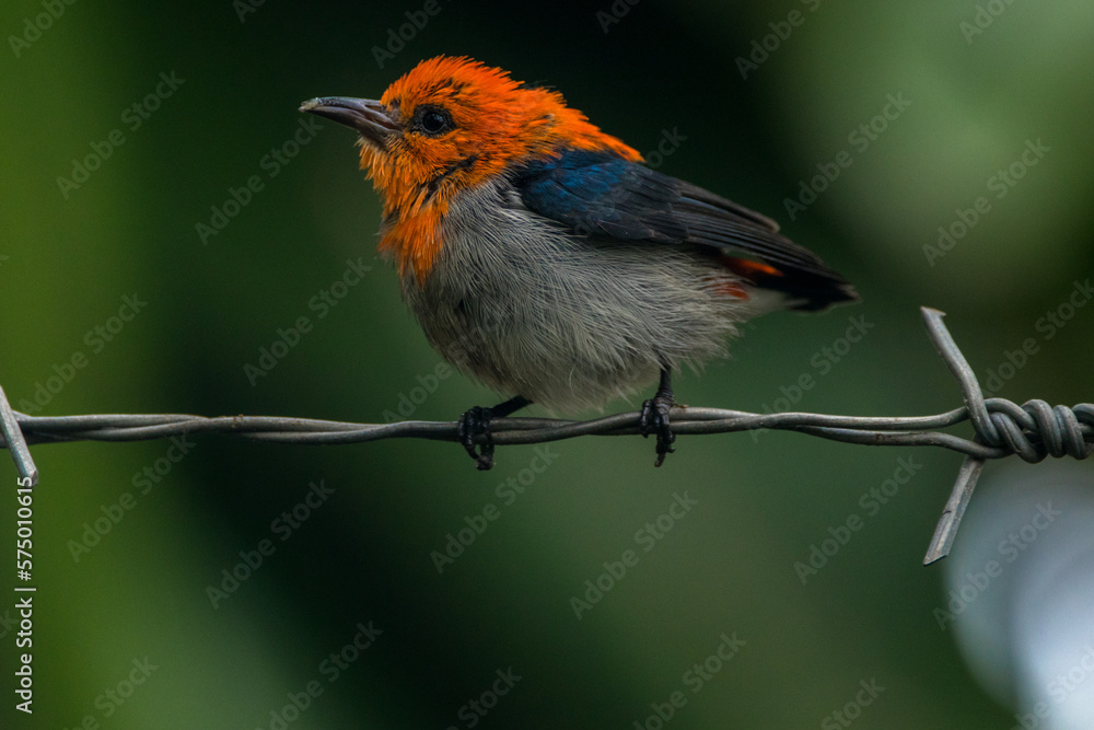 Fototapeta premium The scarlet-headed flowerpecker (Dicaeum trochileum)