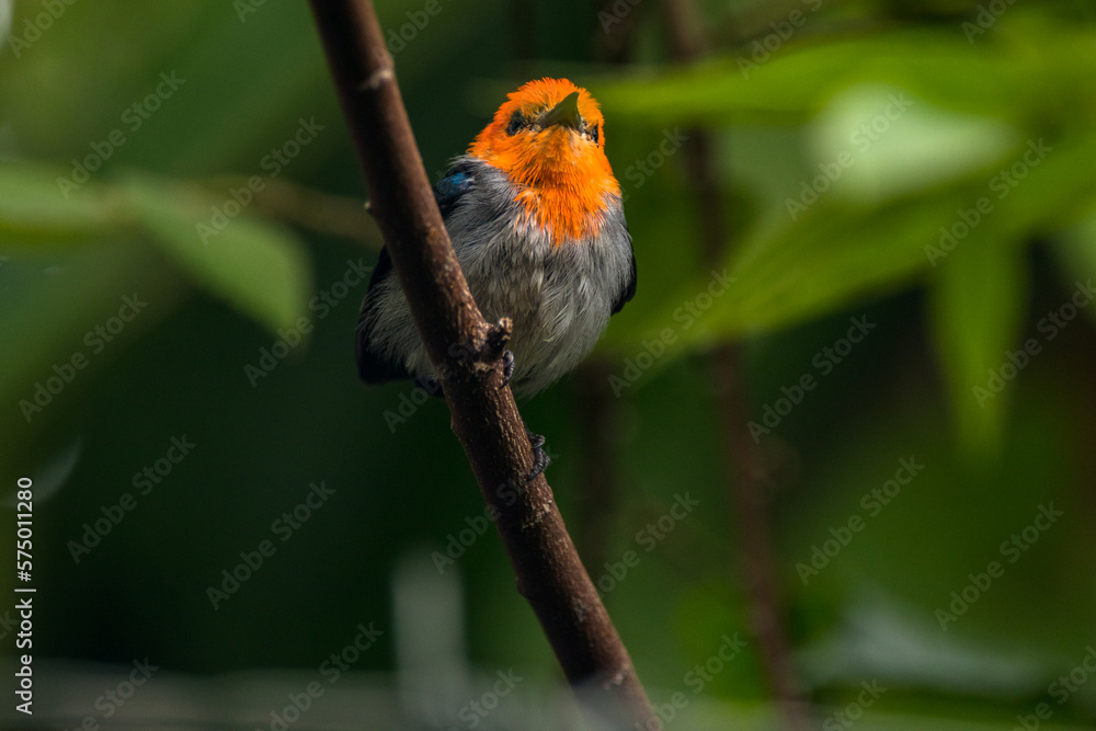The scarlet-headed flowerpecker (Dicaeum trochileum) The scarlet-headed flowerpecker (Dicaeum trochileum)