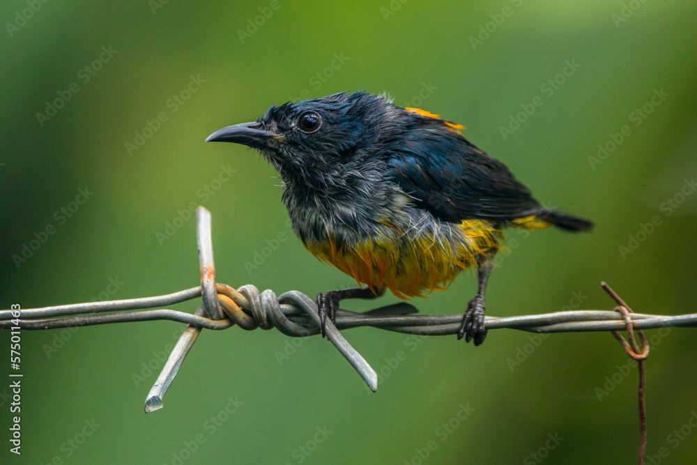 Fototapeta premium The orange-bellied flowerpecker (Dicaeum trigonostigma)