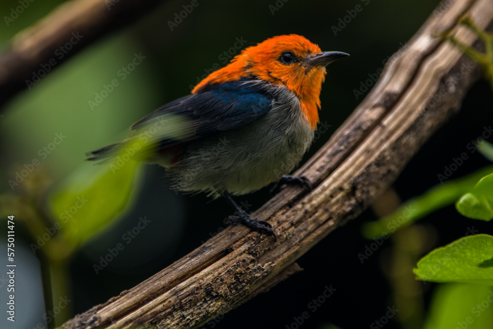 The scarlet-headed flowerpecker (Dicaeum trochileum)