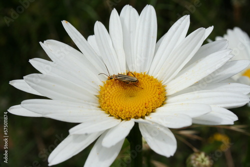 bee on daisy