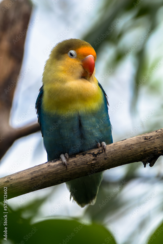 Fischer's lovebird (Agapornis fischeri) is a small parrot species of the genus Agapornis