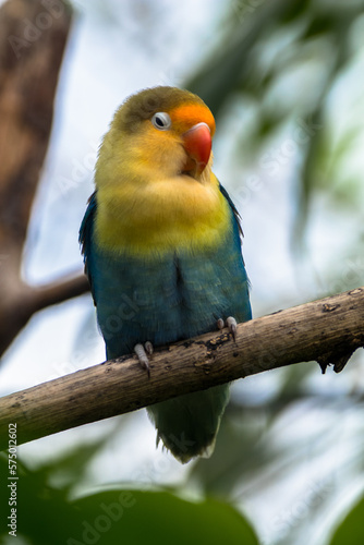 Fischer's lovebird (Agapornis fischeri) is a small parrot species of the genus Agapornis © lessysebastian