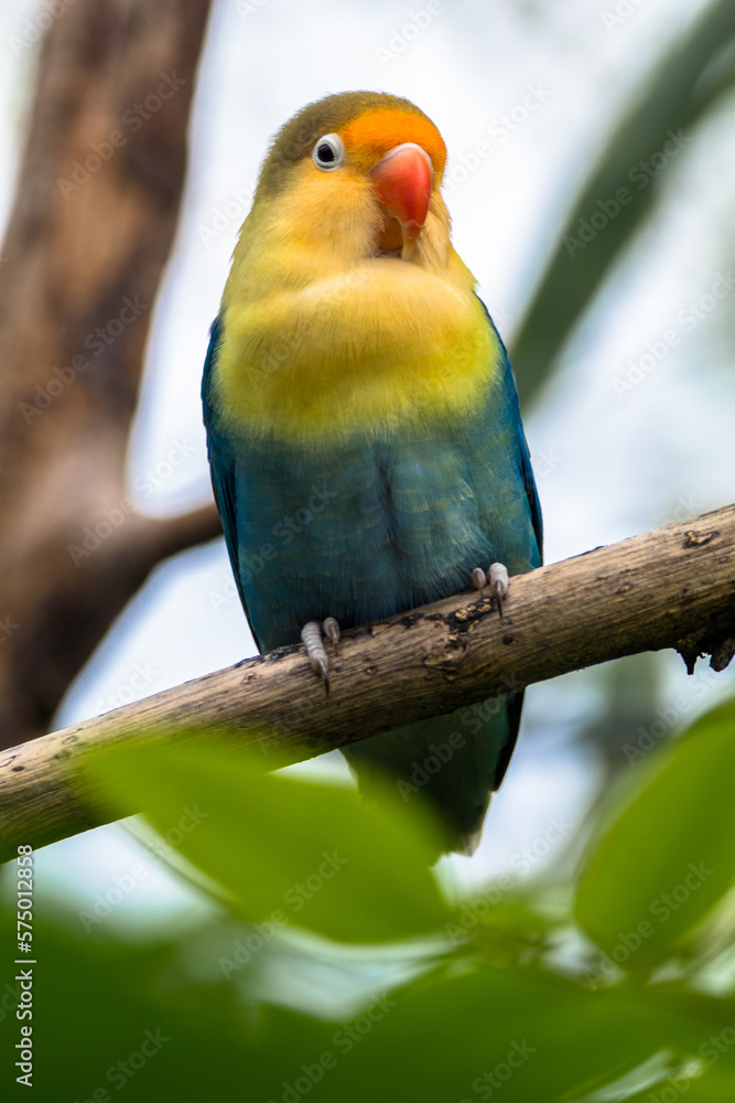 Fischer's lovebird (Agapornis fischeri) is a small parrot species of the genus Agapornis Fischer's lovebird (Agapornis fischeri) is a small parrot species of the genus Agapornis