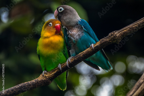 Fischer's lovebird (Agapornis fischeri) is a small parrot species of the genus Agapornis