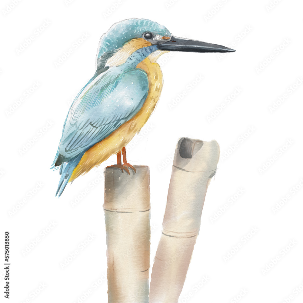 Obraz premium Handpainted watercolor illustration birds isolated on white background kingfisher