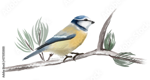 Handpainted watercolor illustration birds isolated on white background blue tit.