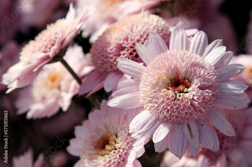 Delicately pink buds of Chrysanthemum vegetum Medea on a blurry background in bright sunlight  floral business