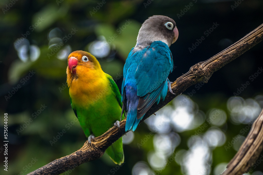 Fischer's lovebird (Agapornis fischeri) is a small parrot species of the genus Agapornis Fischer's lovebird (Agapornis fischeri) is a small parrot species of the genus Agapornis