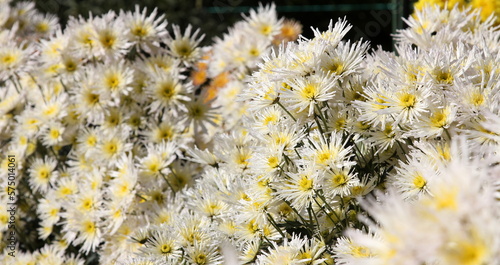 Bouquet of flowers chrysanthemum spray Carole in bright sunlight, flower business photo