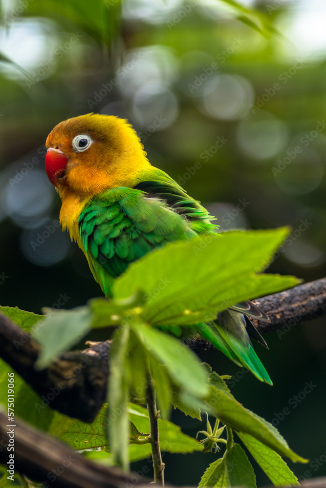 Fischer's lovebird (Agapornis fischeri) is a small parrot species of the genus Agapornis Fischer's lovebird (Agapornis fischeri) is a small parrot species of the genus Agapornis
