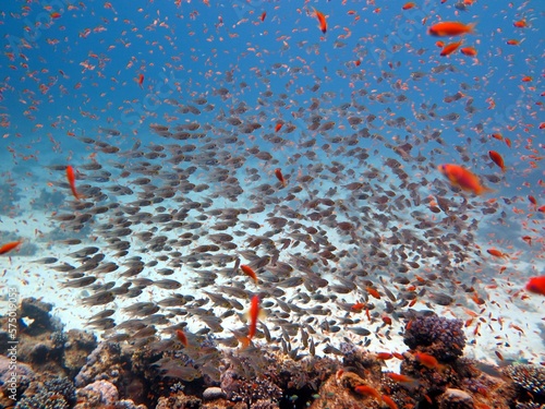 Red Sea fish and coral reef of blue hole Egypt