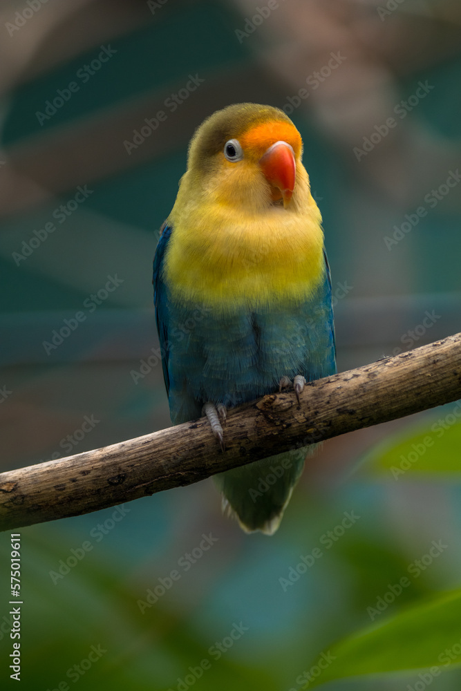 Fischer's lovebird (Agapornis fischeri) is a small parrot species of the genus Agapornis Fischer's lovebird (Agapornis fischeri) is a small parrot species of the genus Agapornis