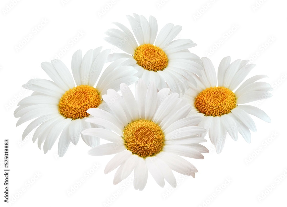 Fototapeta premium Chamomile flowers composition isolated on white background as package design element