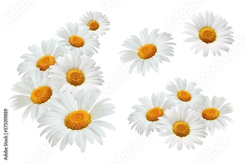 Chamomile flowers composition isolated on white background as package design element