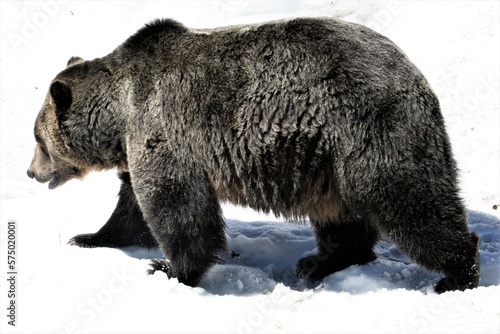 Bear 