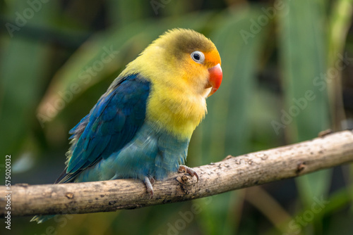Fischer's lovebird (Agapornis fischeri) is a small parrot species of the genus Agapornis