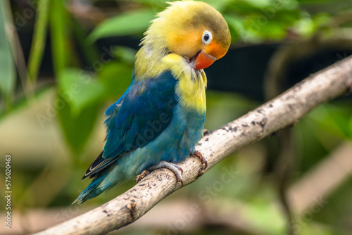 Fischer s lovebird  Agapornis fischeri  is a small parrot species of the genus Agapornis