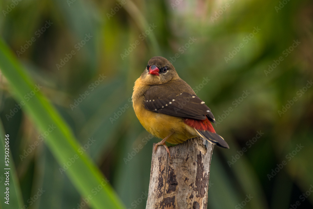 The red avadavat (Amandava amandava), red munia or strawberry finch The red avadavat (Amandava amandava), red munia or strawberry finch