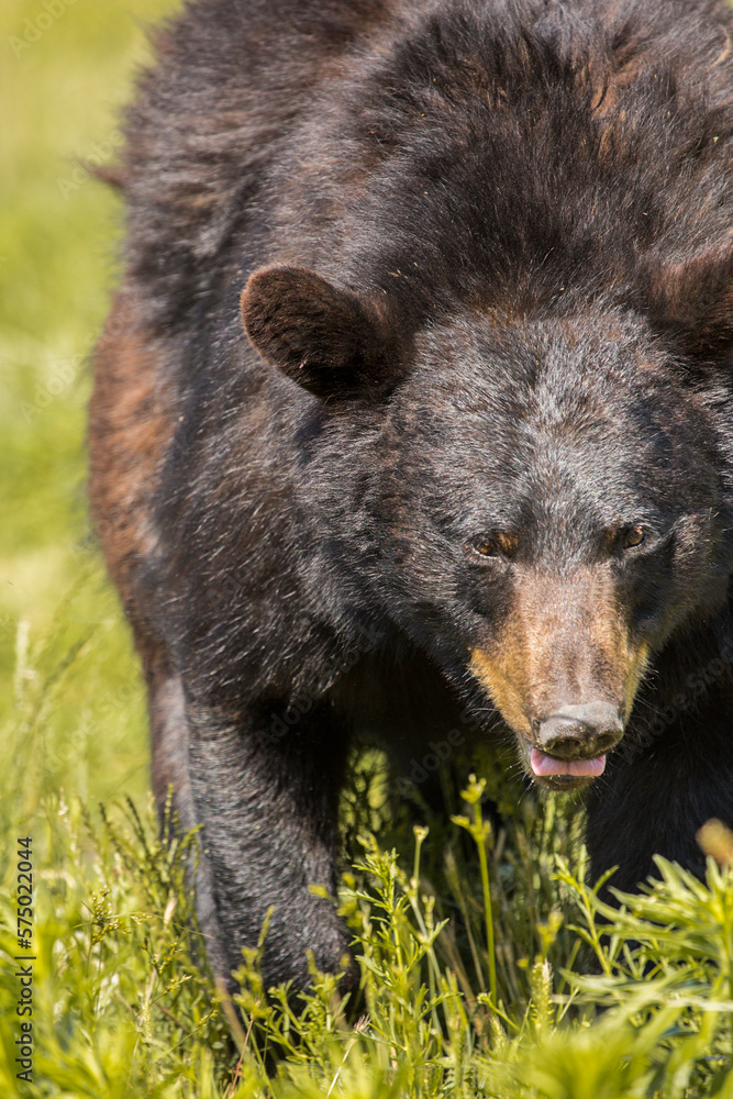 The American black bear, also known as the black bear , is a medium-sized bear endemic to North America.