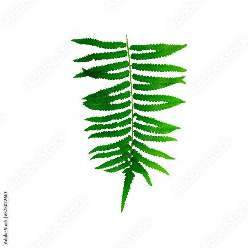 fern leaf isolated on white