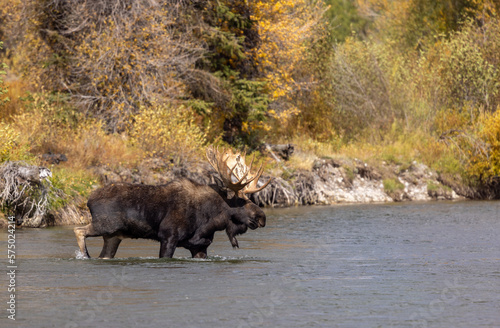 Bull Moose in a River During the Rut in Wyoming in Autumn