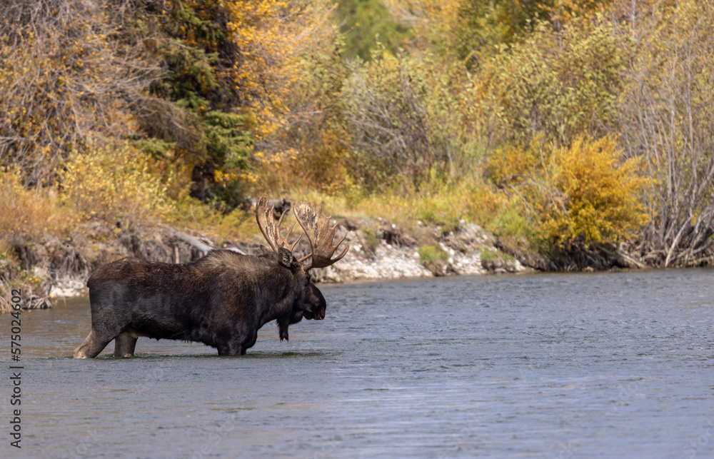 Bull Moose in a River During the Rut in Wyoming in Autumn
