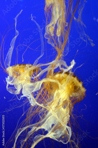 Into the Blue