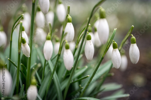 Close up of blooming snowdrop flowers in a garden. First spring flowers 