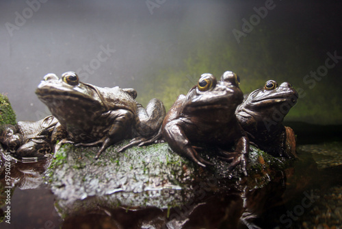 Three wise Frogs