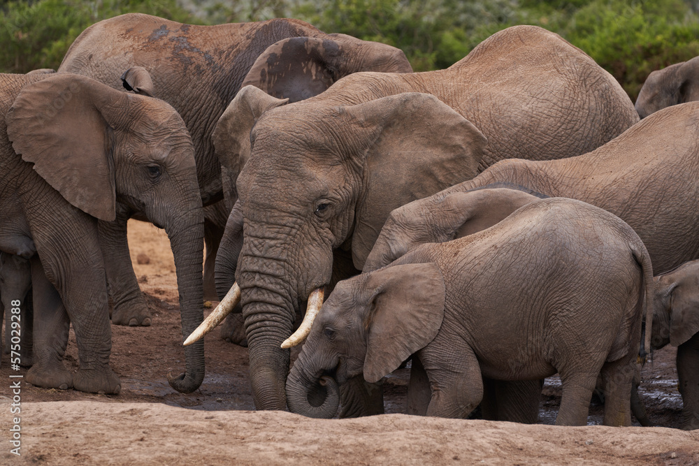Fototapeta premium African elephants (Loxodonta africana) drinking at a waterhole in Addo Elephant National Park, Western Cape, South Africa