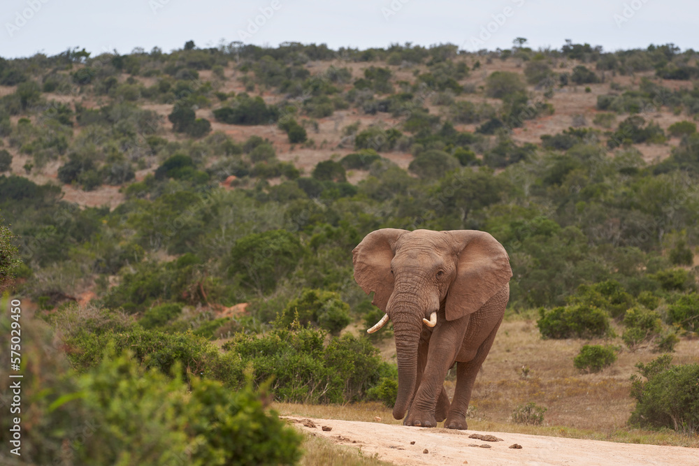 Obraz premium Male African elephant (Loxodonta africana) waiting to drink at a waterhole in Addo Elephant National Park, Western Cape, South Africa