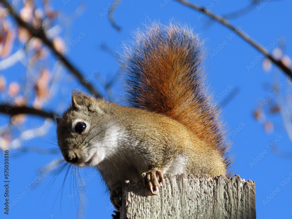 squirrel on a pole squirrel on a pole