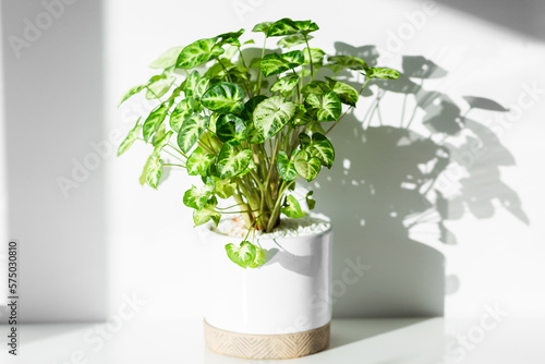 Flourishing pot plant in house casting shadows on white wall from sunlight